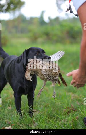 Black Labrador Retriever sta recuperando un fagiano in mano al gestore. I Labrador sono famosi per la loro "bocca morbida", non si masticheranno sul gioco Foto Stock