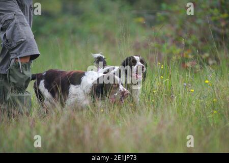 Due Springer Spaniels inglesi che camminano nell'erba alta vicino al loro proprietario. È un giorno di caccia e i cani sono alla ricerca di uccelli da sciacquare Foto Stock