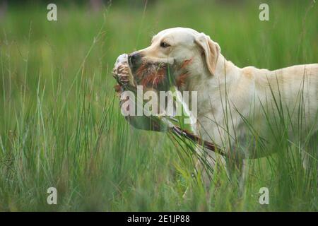 Giovane Labrador giallo Retriever recupero fagiano grande in un campo di erba durante una giornata di caccia. Primo piano. Labradors può portare gioco di eravita in bocca Foto Stock