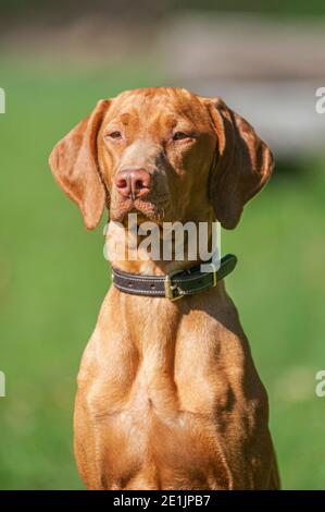 Bellissimo colpo di testa ungherese Vizsla, il cane indossa un colletto in pelle e guarda la fotocamera. Vizslas sono grandi e cani da caccia atletica Foto Stock