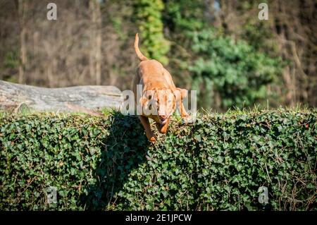 Energico ungherese Vizsla che salta giù da un muro coperto di edera. Questo è un giovane e molto adatto esemplare di un bel cane da caccia Foto Stock