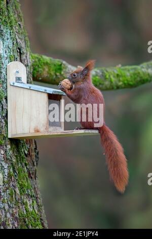 Scoiattolo rosso eurasiatico (Sciurus vulgaris) mangiare noce da alimentatore scoiattolo in albero in giardino in inverno Foto Stock