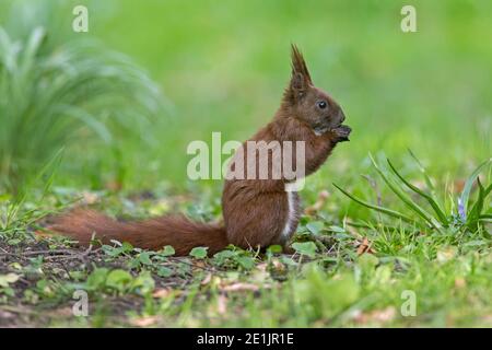 Cute Eurasian red squirrel (Sciurus vulgaris) foraging on the ground in spring Foto Stock