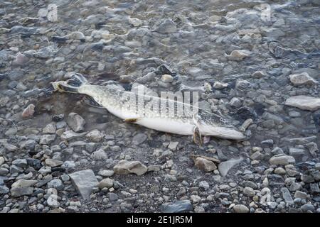 Primo piano di un luccio nord morto sulla riva di ciottoli Del mar baltico Lettonia Foto Stock