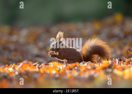 Carino scoiattolo rosso eurasiatico (Sciurus vulgaris) raccolta di dadi sul terreno in lettiera foglia sul terreno forestale in bosco d'autunno Foto Stock