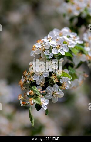 Molla albero da frutta fiori di un bel colore arancione stami Foto Stock