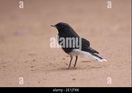 Wheatear con corona bianca (Oenanthe leucopyga leucopyga) Giovani in piedi sul terreno Marocco Aprile Foto Stock