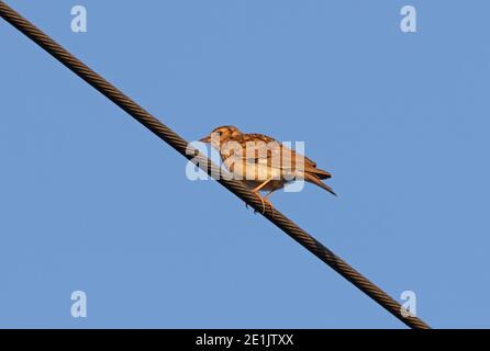 Woodlark (Lullula arborea pallida) adulto appollaiato sulla linea elettrica Marocco Aprile Foto Stock