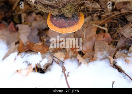 Conk a cintura rossa (Fomitopsis pinicola) in una foresta di Ottawa a metà inverno a Ottawa, Canada. Foto Stock