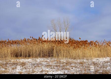 Una fila di alte e secche canne fluide (Phragmites australis) in inverno su un sentiero fuori Ottawa, Ontario, Canada. Foto Stock