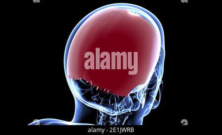 Anatomia ossea parietale del cranio dello scheletro umano per l'illustrazione 3D del concetto medico Foto Stock