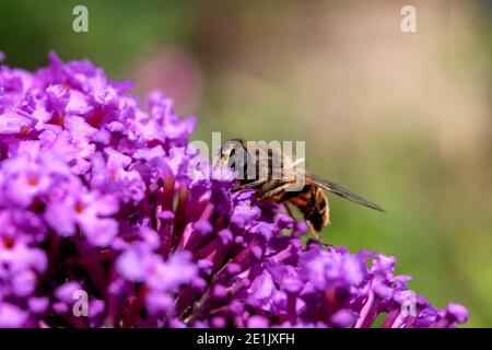 Un ritratto closeup di un'ape seduta su piccoli fiori viola di un cespuglio di farfalla. L'insetto sta raccogliendo il nettare dei fiori per riportarmi a me Foto Stock