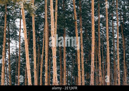 Tronchi gialli di pini alti nella foresta invernale. Rami di alberi sono coperti di neve fresca. Foto Stock