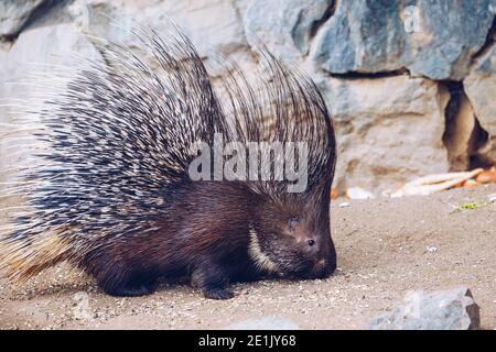 Porcupine in uno zoo a Praga e nella Repubblica Ceca. Grande istrice, Istrice comune. In prossimità di un grosso istrice. Foto Stock