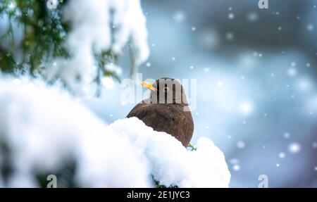 Eurasian Blackbird su cespuglio con neve in inverno, la migliore foto. Foto Stock