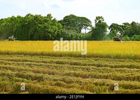 Due macchine mietitrebbia che lavorano nel campo di Golden Paddy su La stagione di raccolto Foto Stock