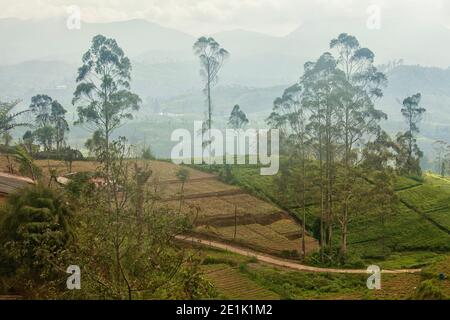 Piantagioni di tè paesaggio Sri Lanka Foto Stock