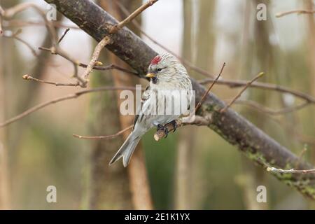 Arctic Redpoll, singolo adulto arroccato in Tree, Kelling, Norfolk, Regno Unito, 15 febbraio 2012 Foto Stock