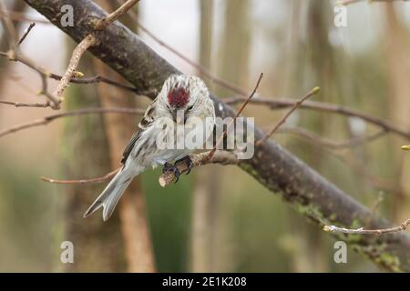 Arctic Redpoll, singolo adulto arroccato in Tree, Kelling, Norfolk, Regno Unito, 15 febbraio 2012 Foto Stock