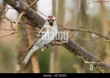 Arctic Redpoll, singolo adulto arroccato in Tree, Kelling, Norfolk, Regno Unito, 15 febbraio 2012 Foto Stock