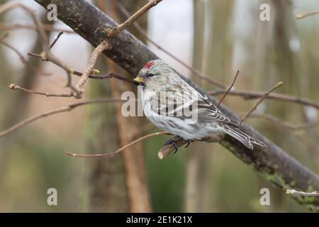 Arctic Redpoll, singolo adulto arroccato in Tree, Kelling, Norfolk, Regno Unito, 15 febbraio 2012 Foto Stock