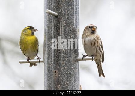 Arctic Redpoll, uccello singolo arroccato sull'alimentatore di uccelli, Norfolk, Regno Unito, 21 febbraio 2019 Foto Stock