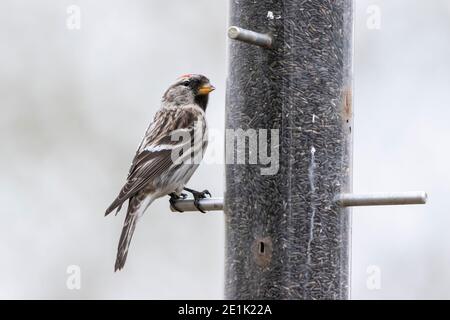 Arctic Redpoll, uccello singolo arroccato sull'alimentatore di uccelli, Norfolk, Regno Unito, 21 febbraio 2019 Foto Stock