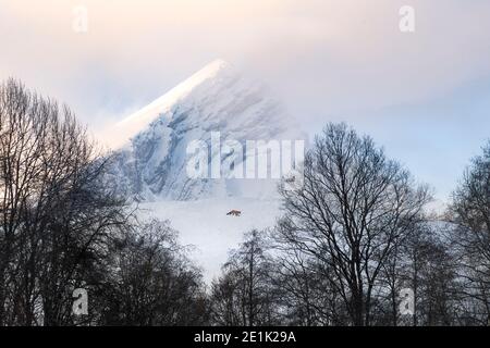 Volpe rossa selvaggia nella natura selvaggia sulla radura nevosa dentro fronte di montagna Foto Stock