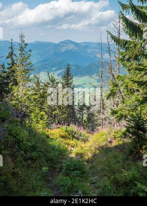 Vista sul villaggio Liptovska Luzna con fiori rosa fioriti ai piedi delle montagne basse Tatra con montagne. Slovacchia, estate soleggiato giorno, cielo blu Foto Stock