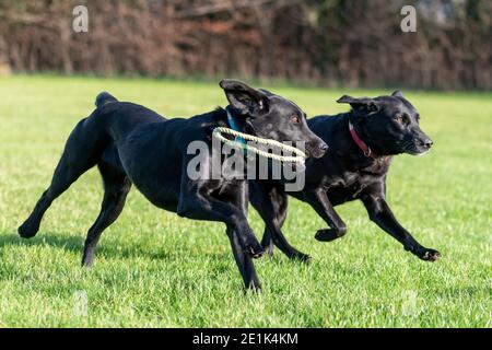 Due Labrador neri pedigree che giocano insieme con il giocattolo di un cane Foto Stock
