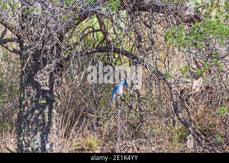Mexican Jay nello Scrub nel Big Bend National Park In Texas Foto Stock