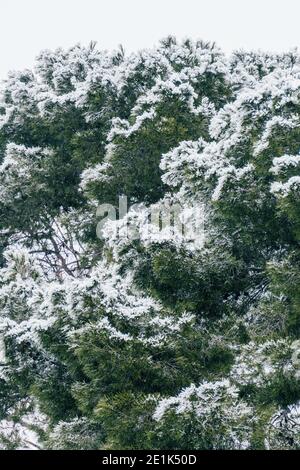 Madrid, Spagna - Gennaio 2021: Parco del Retiro a Madrid con neve dopo gli scioperi di Filomena Storm in città. Pini coperti di neve. Foto Stock
