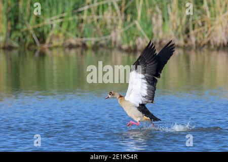L'oca egiziana, Alopochen aegyptiacus, volare Foto Stock
