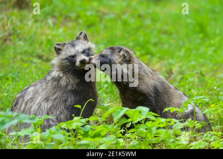 Raccoon cane, Nyctereutes procionoides, due animali Foto Stock