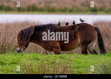 Quattro stelle si trovano sul dorso di un cavallo marrone castagno. Cavalli selvatici in natura Foto Stock