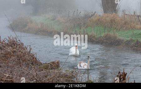 Coppia di cigni bianchi che nuotano sul fiume nebby che scorre veloce in un giorno di inverni Foto Stock