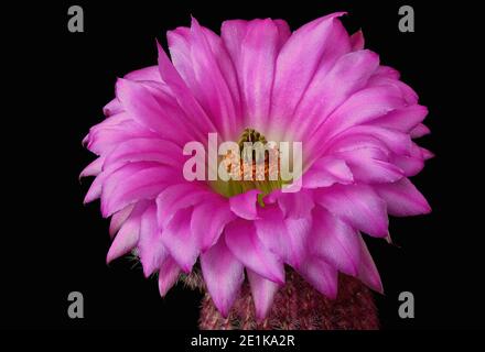 Rosso magenta fiore di cactus Echinocereus rigidissimus su sfondo nero Foto Stock