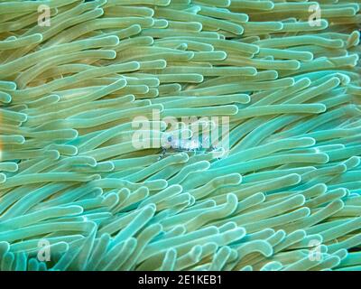 Aggraziato Anemone (gamberi Ancylomenes venustus) all'interno dell'anemone del mare Foto Stock