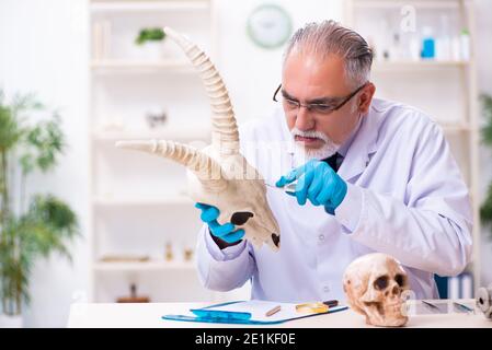 Vecchio paleontologo maschile che lavora in laboratorio Foto Stock