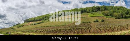 Vista panoramica dei vigneti in Borgogna, Francia Foto Stock