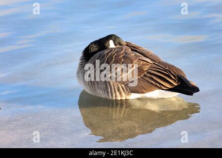 Canada Geese al lago in inverno Foto Stock