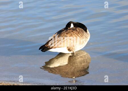 Canada Geese al lago in inverno Foto Stock