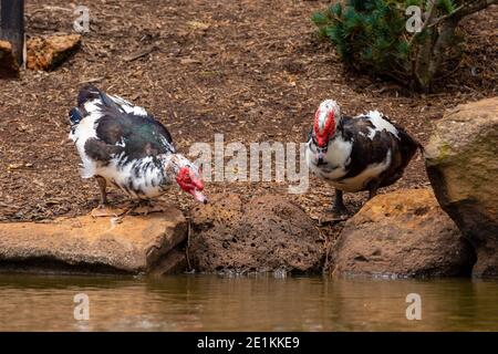 Due anatre moscovie sul lago a turno per bere Ai Giardini Giapponesi di Toowoomba Foto Stock