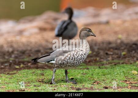 Anatra legno australiano manciato che cammina sull'erba verde a. I Giardini Giapponesi Toowoomba Foto Stock