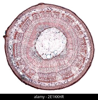 sezione trasversale tagliata sotto il microscopio – vista microscopica di cellule di pianta per l'educazione botanica Foto Stock