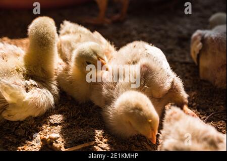 Una vista della fattoria di pollame a Tehatta. Gli esperti dicono che l'influenza aviaria o l'influenza aviaria è un tipo di influenza aviaria. Il virus H5N1 ne è responsabile. Il virus può entrare nel corpo umano da carne di pollame e uova infettate con influenza aviaria. Nel frattempo, l'influenza aviaria spaventa in diversi stati del paese. Il governo centrale dell'India sta emettendo avvertimenti di influenza aviaria in Madhya Pradesh, Rajasthan, Haryana, Himachal Pradesh, Kerala, Karnataka, e Tamil Nadu. Nelle aree in cui finora sono stati emessi avvertimenti sull'influenza aviaria, la vendita e la fornitura di pollame, pesce, uova e altri prodotti avicoli sono state sospese. Foto Stock