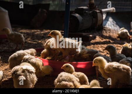 Una vista della fattoria di pollame a Tehatta. Gli esperti dicono che l'influenza aviaria o l'influenza aviaria è un tipo di influenza aviaria. Il virus H5N1 ne è responsabile. Il virus può entrare nel corpo umano da carne di pollame e uova infettate con influenza aviaria. Nel frattempo, l'influenza aviaria spaventa in diversi stati del paese. Il governo centrale dell'India sta emettendo avvertimenti di influenza aviaria in Madhya Pradesh, Rajasthan, Haryana, Himachal Pradesh, Kerala, Karnataka, e Tamil Nadu. Nelle aree in cui finora sono stati emessi avvertimenti sull'influenza aviaria, la vendita e la fornitura di pollame, pesce, uova e altri prodotti avicoli sono state sospese. Foto Stock