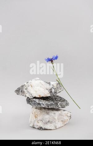 Podio creativo per cosmetici o merchandising, prodotti. Layout fatto di un mucchio di pietre equilibranti e fiore di cornflower blu su sfondo grigio Foto Stock