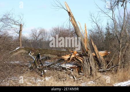 Alberi rotti vento tempesta danni Foto Stock