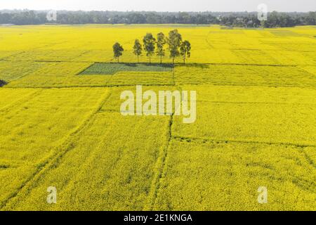 Il campo di fiori di senape è pieno fiore, a Manikganj, Bangladesh, 03 gennaio 2021. Le spezie del Bangladesh includono una varietà di spezie che vengono coltivate acros Foto Stock